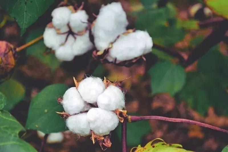 世界杯官方网站入口医纺